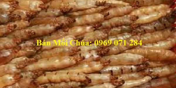 Bán mối chúa ngâm rượu bắt ngoài tự nhiên ban-moi-chua-ngam-ruou