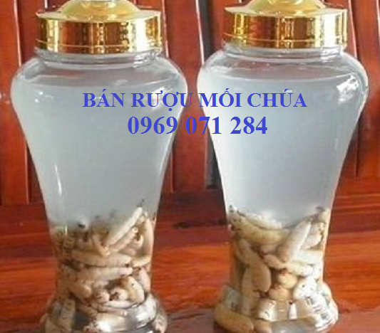 Bán mối chúa ngâm rượu ban-moi-chua